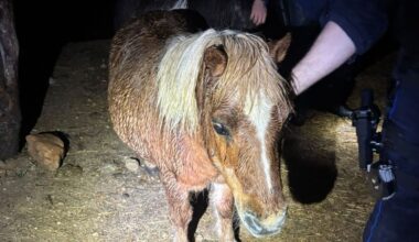 Chat sauvé, poneys fugueurs… nuit à thème pour la police municipale à Marseille