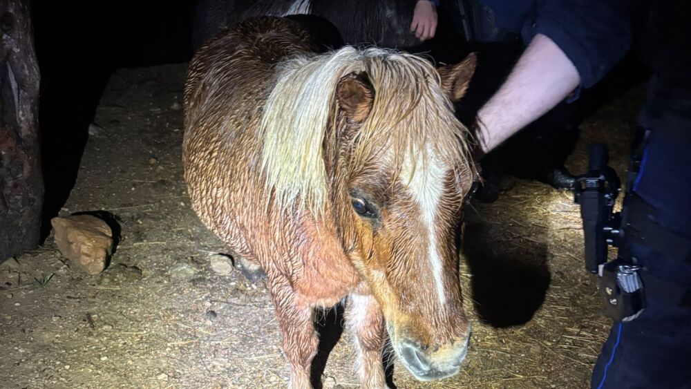 Chat sauvé, poneys fugueurs… nuit à thème pour la police municipale à Marseille