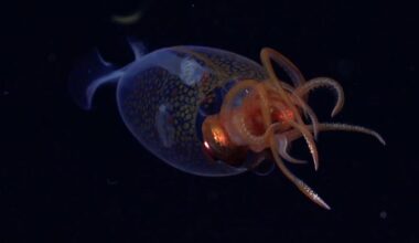 Un calamar colossal vivant filmé pour la première fois dans son habitat naturel, découvrez les images