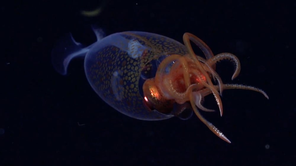 Un calamar colossal vivant filmé pour la première fois dans son habitat naturel, découvrez les images