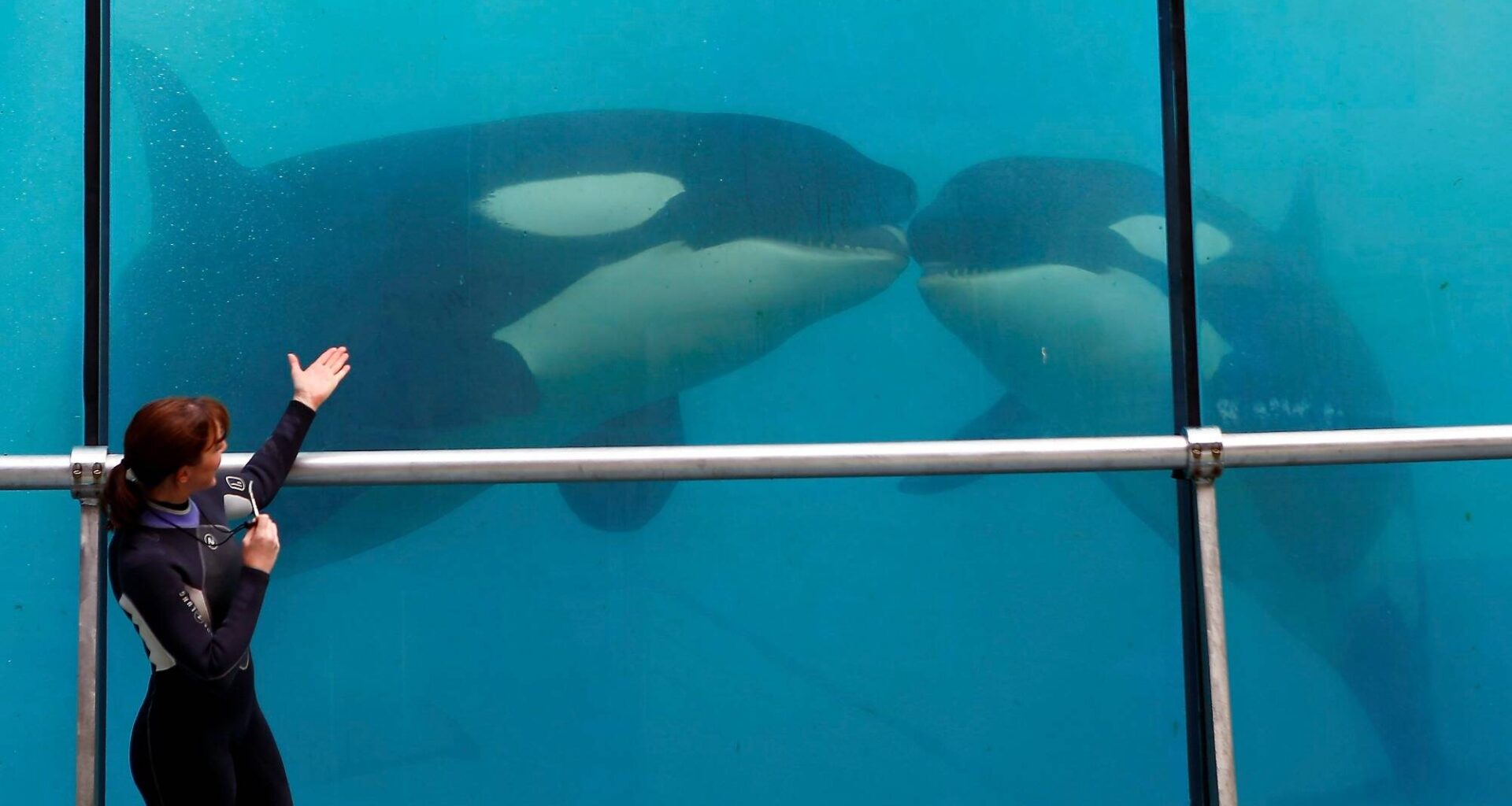 Nouveau rebondissement dans l'affaire Marineland: les orques interdits de partir en Espagne, flou sur leur avenir