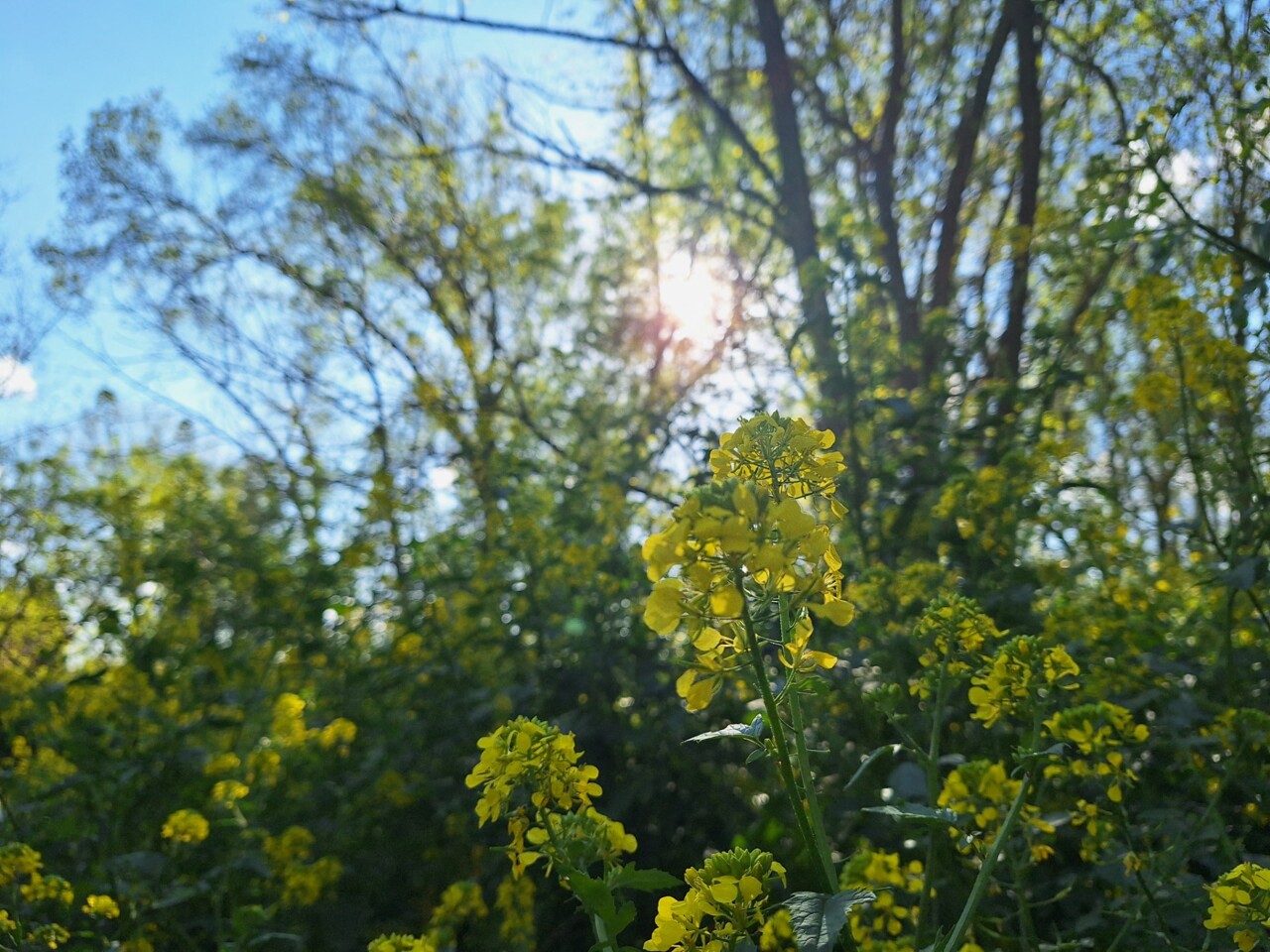 Météo. Entre des épisodes pluvieux, le soleil fait son grand retour à Toulouse et en Occitanie