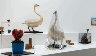 L’art et la science dialoguent au MO.CO