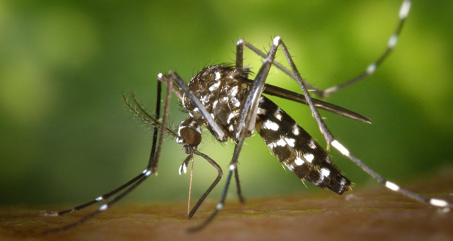 Le moustique-tigre dans le viseur des autorités sanitaires en Île-de-France