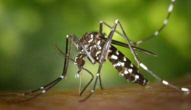 Le moustique-tigre dans le viseur des autorités sanitaires en Île-de-France