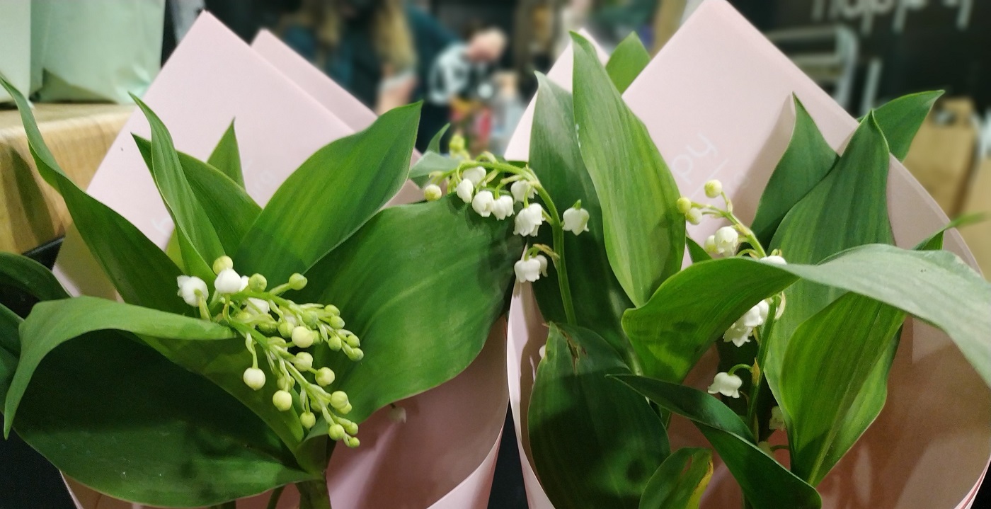 muguet fleurs printemps