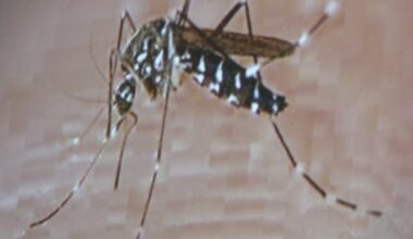 Trois cas de chikungunya déclarés en Corse depuis le début de l'année et des signalements en cours d'analyse