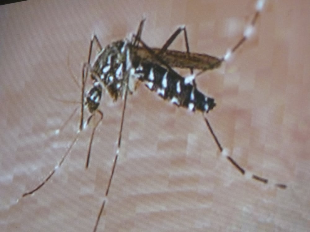 Trois cas de chikungunya déclarés en Corse depuis le début de l'année et des signalements en cours d'analyse