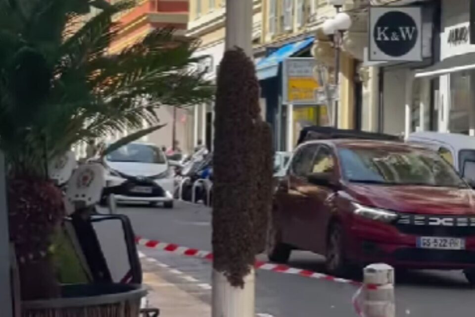Plusieurs centaines d'abeilles se sont retrouvées sur un feu de circulation en plein centre-ville de Nice, ce mardi 22 avril. 