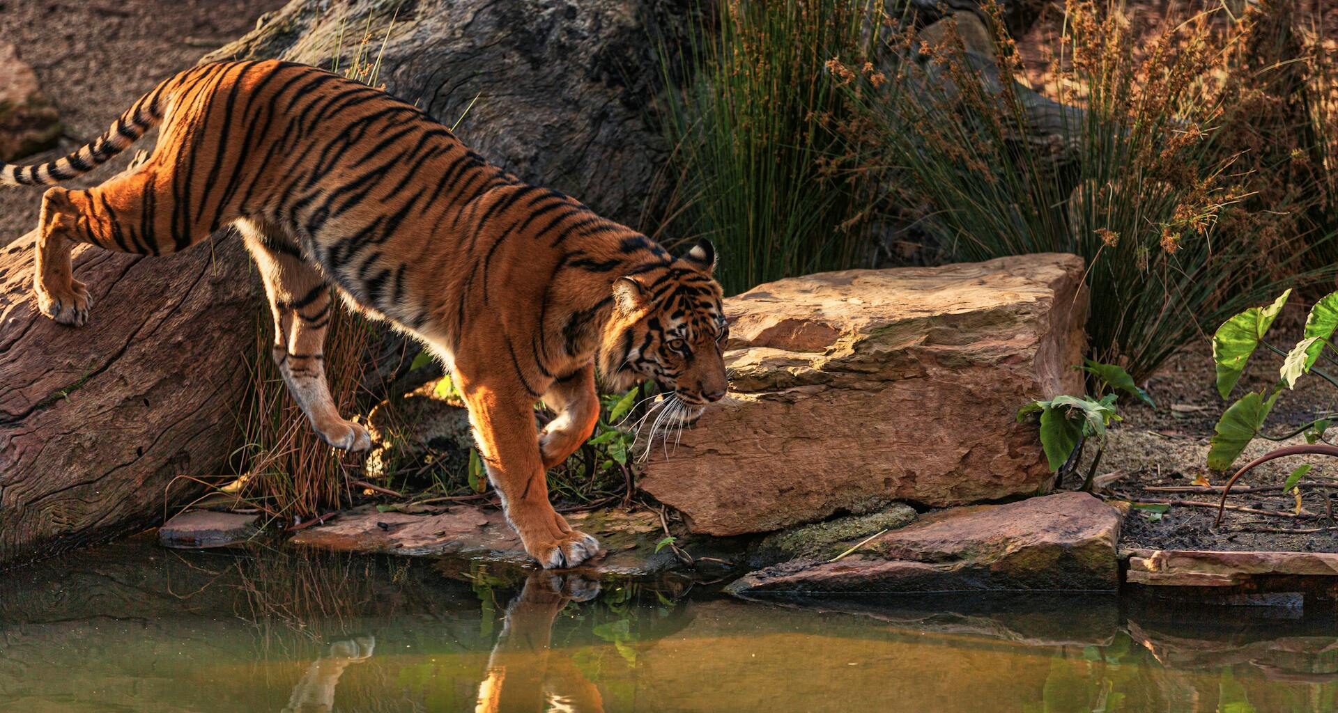 Le Kazakhstan poursuit son programme de réintroduction du tigre