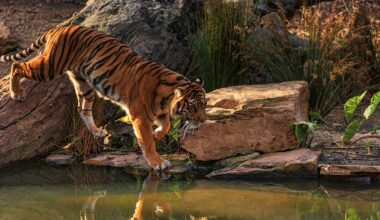 Le Kazakhstan poursuit son programme de réintroduction du tigre
