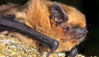 des abris installés pour les chauve-souris