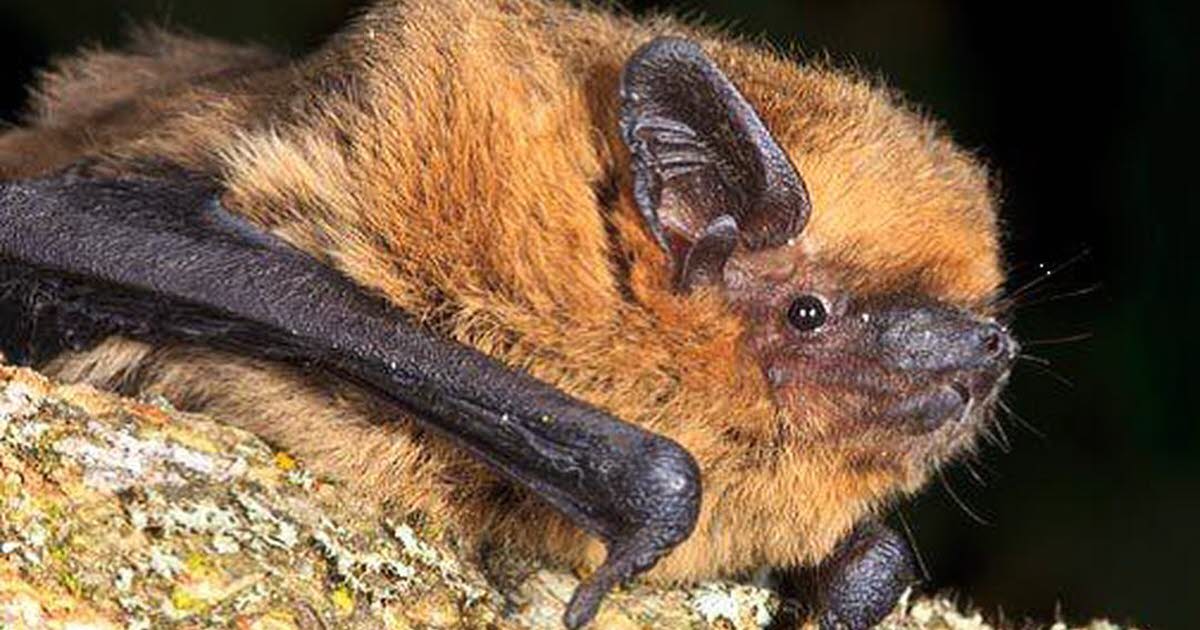 des abris installés pour les chauve-souris