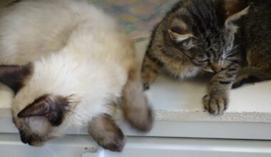 Grenoble. La chatterie de la SPA endommagée par un incendie mais tous les chats sauvés