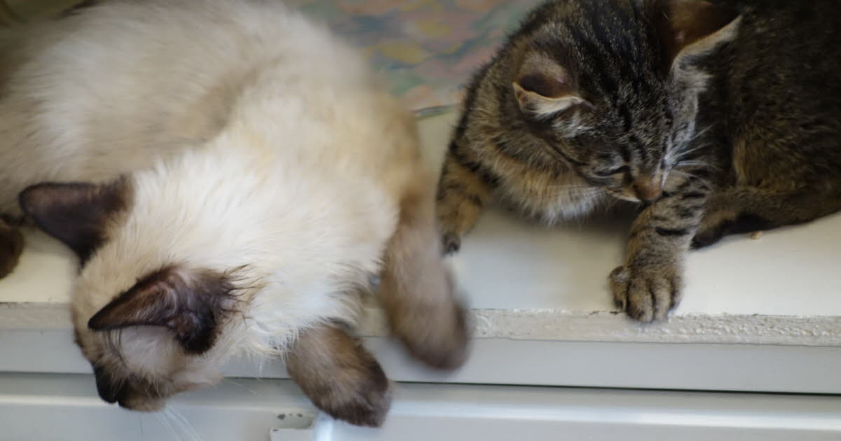 Grenoble. La chatterie de la SPA endommagée par un incendie mais tous les chats sauvés