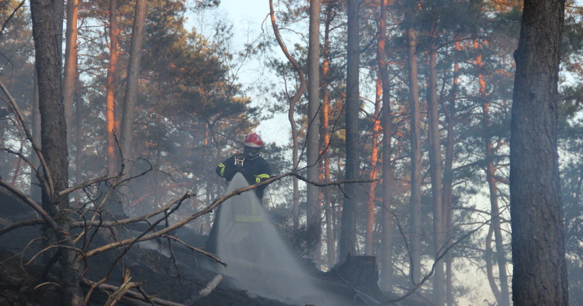 Allemagne. Forêt-Noire : alerte rouge aux incendies