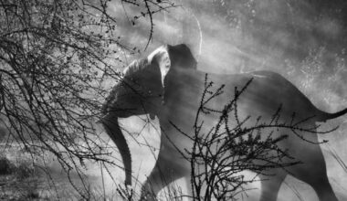 Montélimar. Une exposition de classe mondiale avec les photos de Sebastião Salgado - Le Dauphiné Libéré