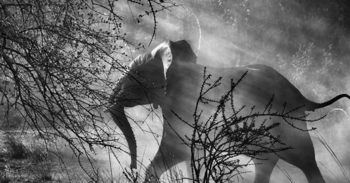 Montélimar. Une exposition de classe mondiale avec les photos de Sebastião Salgado - Le Dauphiné Libéré