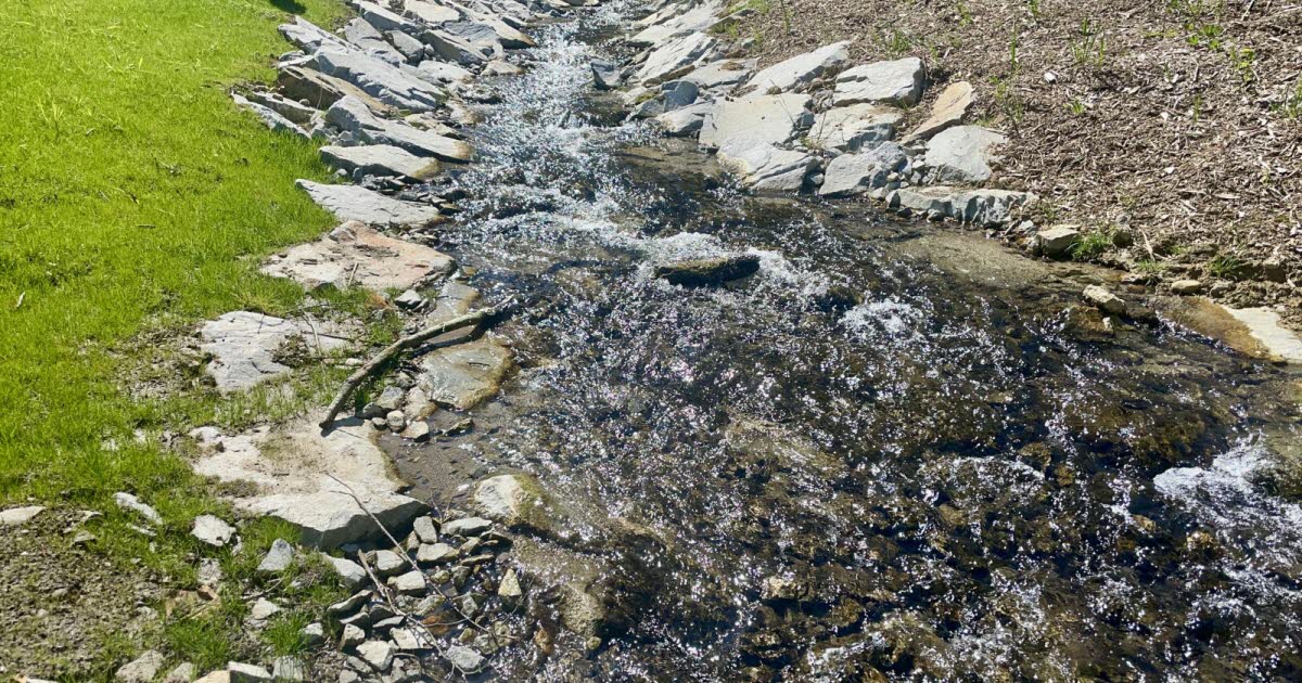 au sud de Lyon, le ruisseau de la Mouche retrouve sa vie sauvage