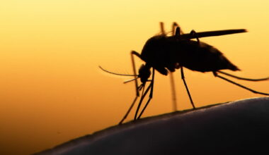 le sang humain pourrait être mortel pour les moustiques grâce à un médicament