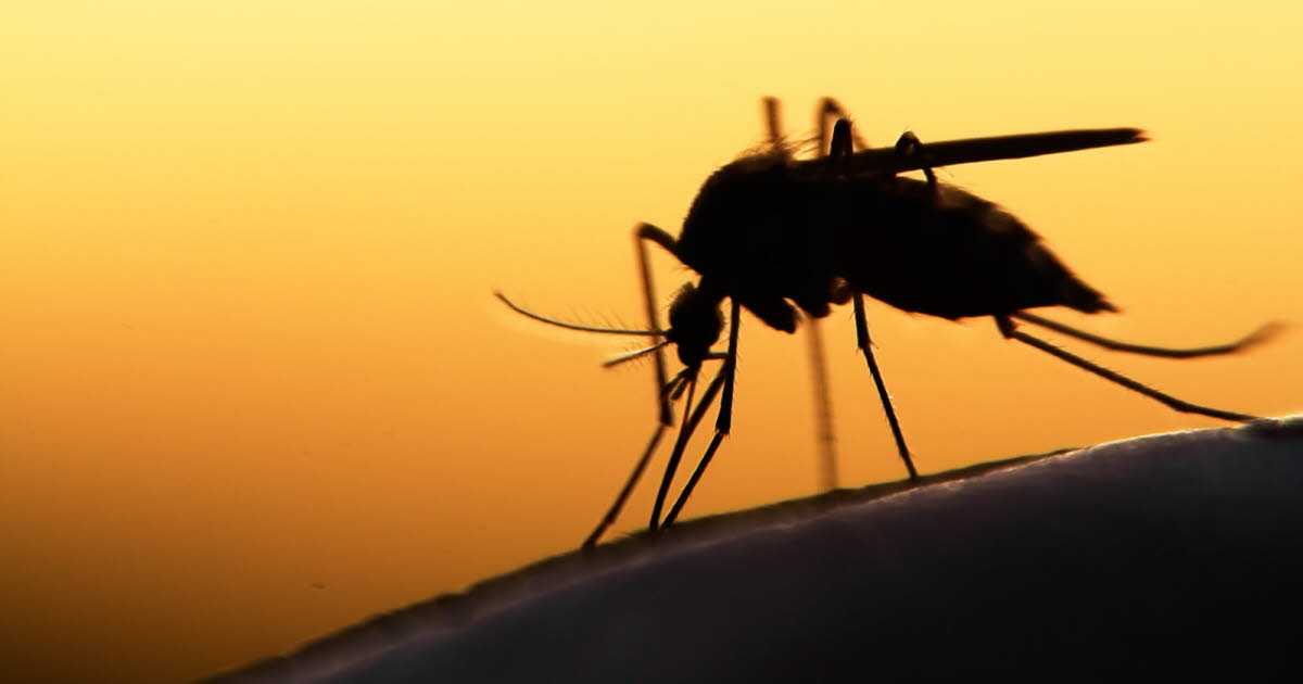 le sang humain pourrait être mortel pour les moustiques grâce à un médicament