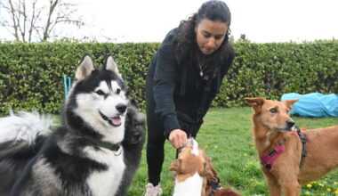 Loire. Cette ancienne institutrice a ouvert une micro-crèche pour chiens à La Talaudière