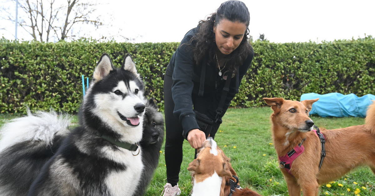 Loire. Cette ancienne institutrice a ouvert une micro-crèche pour chiens à La Talaudière