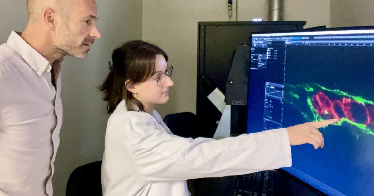 Sciences. Des chercheurs de Strasbourg identifient une nouvelle piste pour lutter contre la formation des métastases
