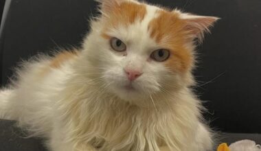 Strasbourg. Audit, chat blanc et roux âgé de 5 ans, a été adopté… par la police nationale