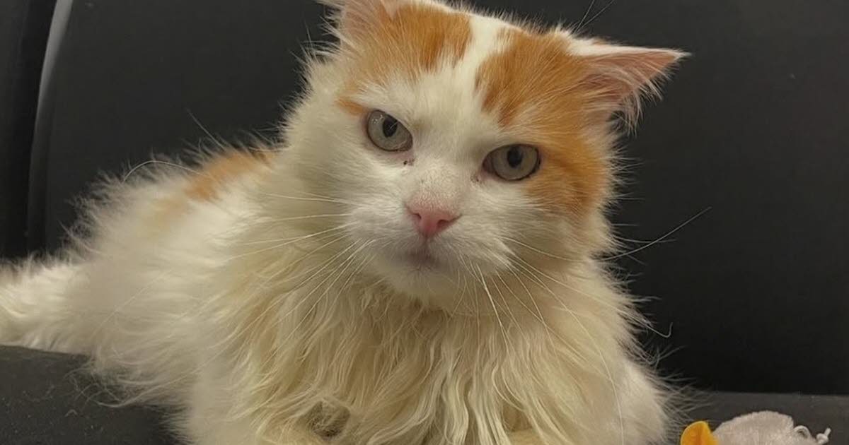 Strasbourg. Audit, chat blanc et roux âgé de 5 ans, a été adopté… par la police nationale