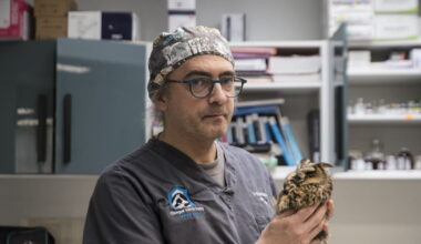 Nancy. Arnaud Ptak, le véto qui soigne en urgence les animaux sauvages