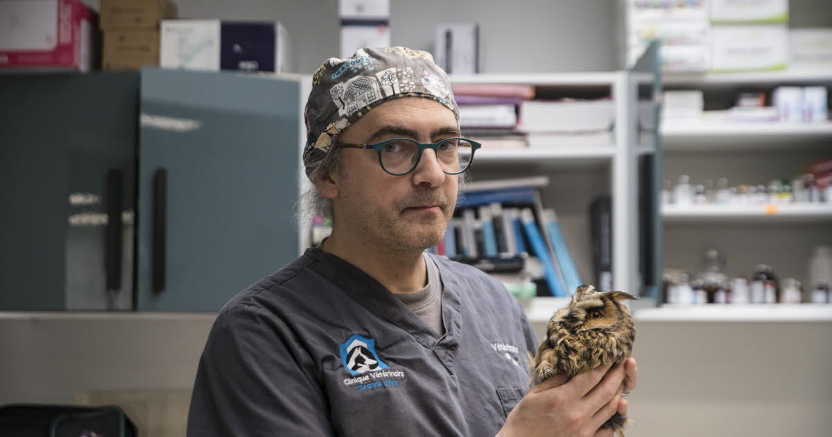 Nancy. Arnaud Ptak, le véto qui soigne en urgence les animaux sauvages