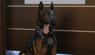 Près de Toulouse, la police de cette ville peut désormais compter sur le flair de ce malinois entraîné à tout