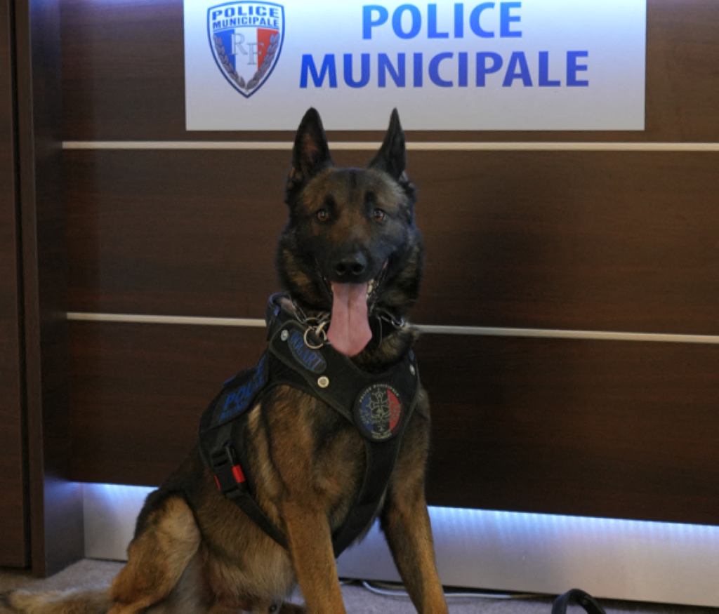 Près de Toulouse, la police de cette ville peut désormais compter sur le flair de ce malinois entraîné à tout