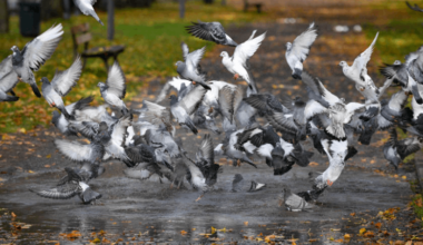 Un pigeonnier à visée contraceptive / Actualités
