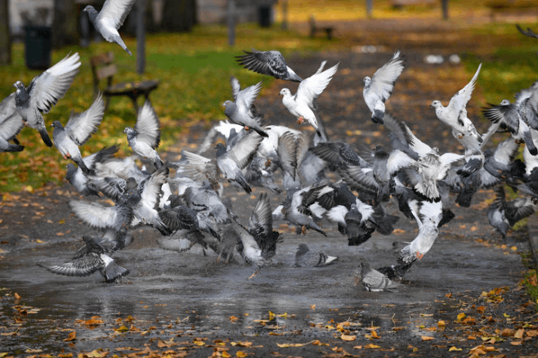 Un pigeonnier à visée contraceptive / Actualités