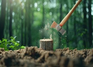 Pourquoi des réseaux de criminels volent-ils des arbres dans les forêts françaises ?