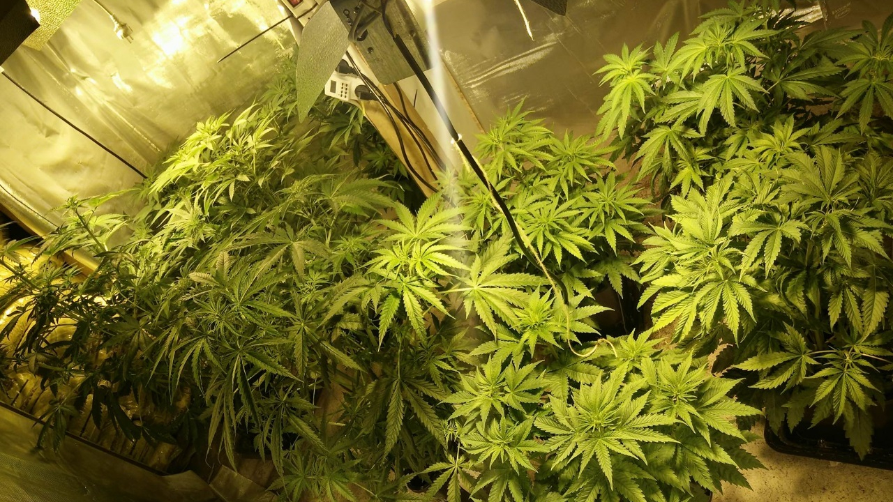 une mère et son fils condamnés à de la prison pour trafic de drogue, le deal leur avait rapporté plus de 150 000 euros