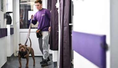 à cause du coût de la vie, les abandons d'animaux explosent au Royaume-Uni