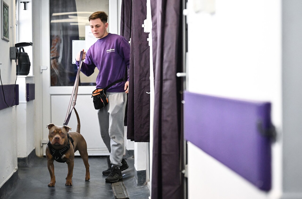 à cause du coût de la vie, les abandons d'animaux explosent au Royaume-Uni