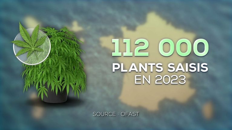 Saisie de plants de cannabis en France en 2023