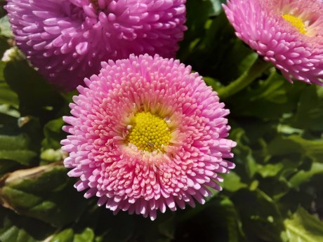 Samsung Galaxy A36 - mode macro 1