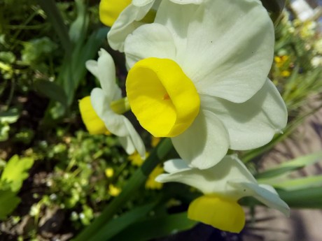 Samsung Galaxy A36 - mode macro 2