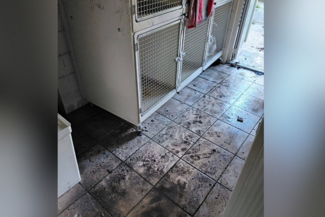 Un incendie a ravagé les locaux d’une chatterie appartenant à la SPA à Grenoble mardi soir. (© SPA du Dauphiné)