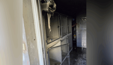 Grenoble. Un incendie ravage les locaux d'une SPA, plusieurs chats évacués d'urgence