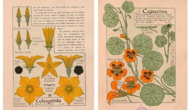 Maurice PILLARD-VERNEUIL, Étude de la plante : son application aux industries d’art, Librairie Centrale des beaux-arts