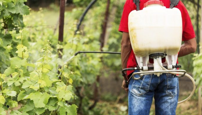 usage pesticides développement cancer du pancréas Ma Santé © Freepik Un homme qui traîne ses vignes avec des pesticides cancérogènes.