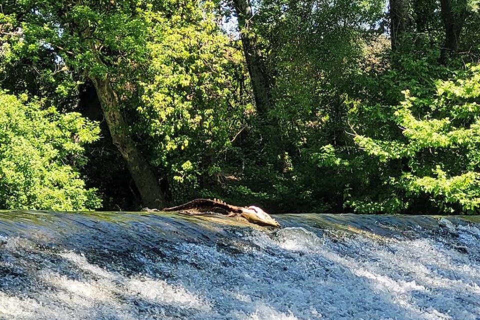 Cette carcasse pourrissante se trouvait sur une retenue d'eau du Lez à Castelnau