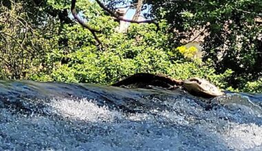une mystérieuse carcasse de gros poisson sur un berge du Lez