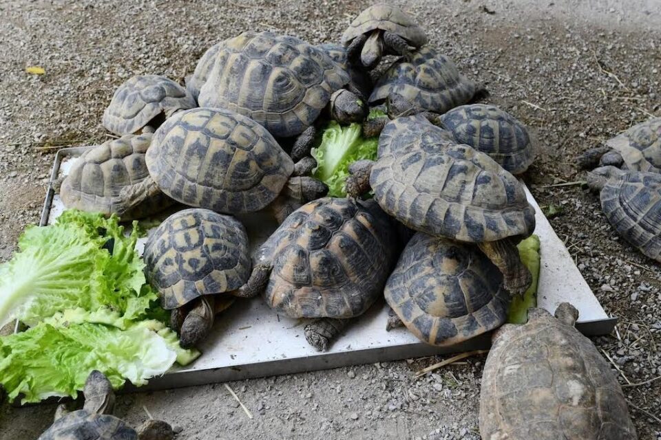 De la bonne salade, une des nourritures quotidiennes préférées des tortues